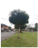 Remotesensing 17 01863 i007