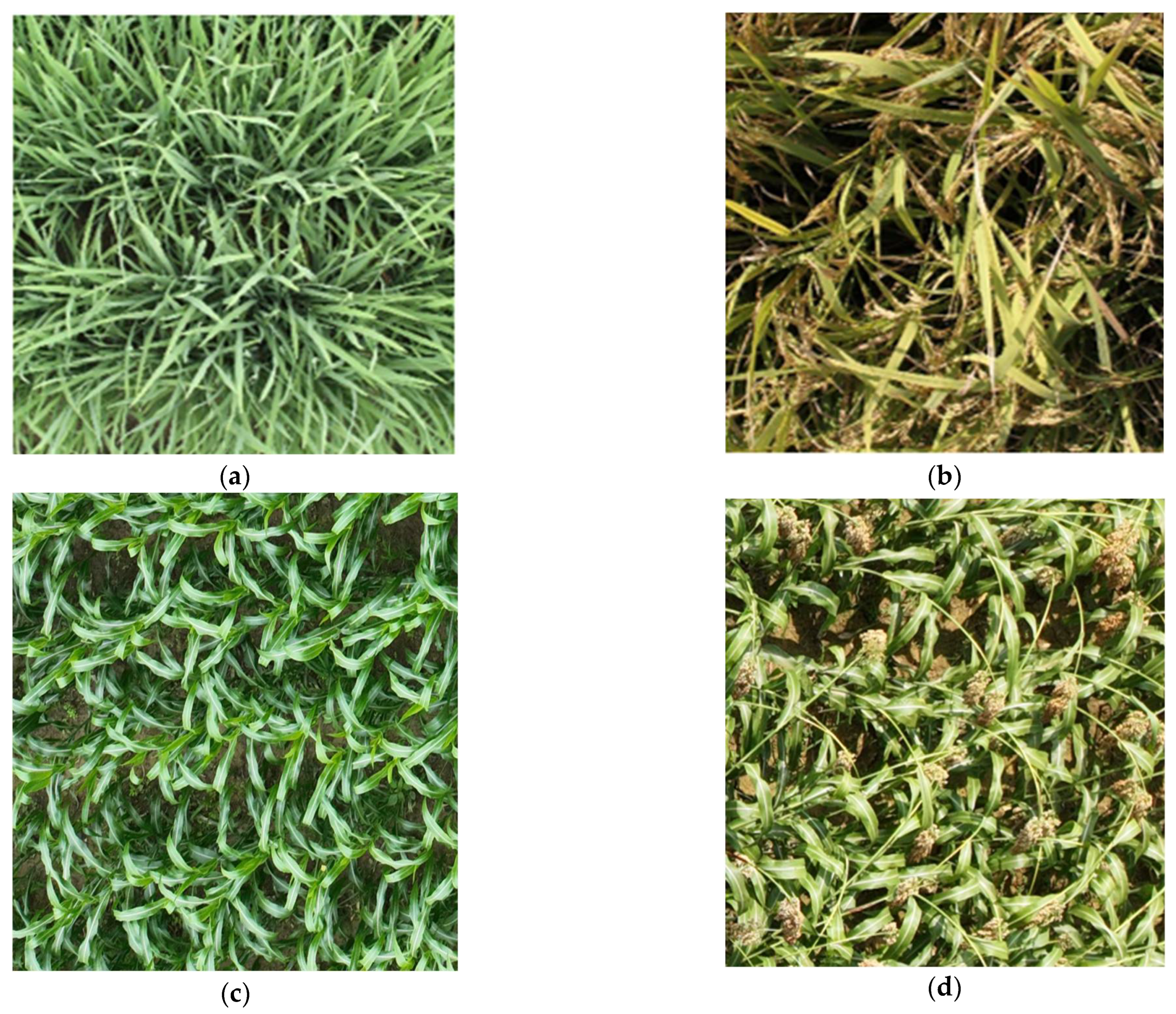 Remotesensing 17 02067 g005