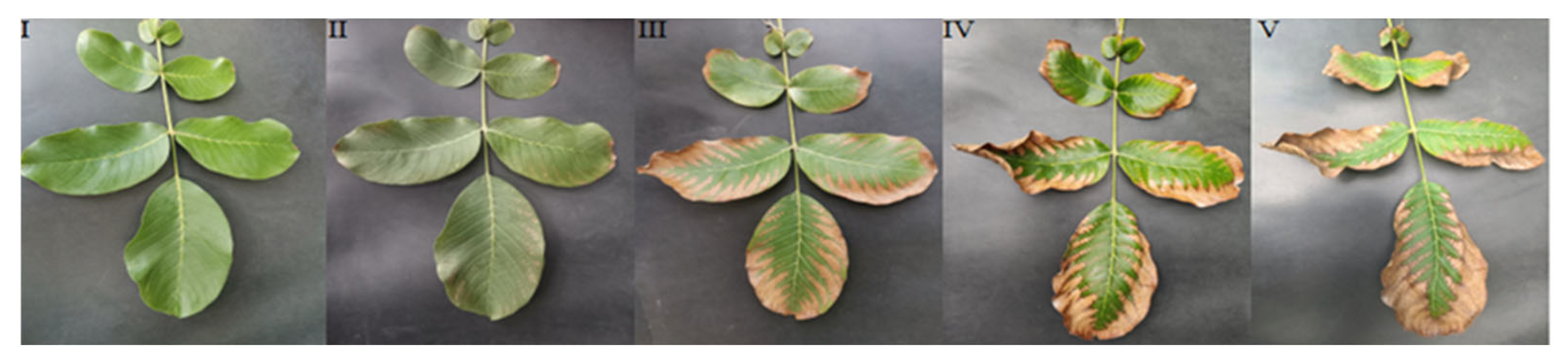 Remotesensing 17 03986 g004