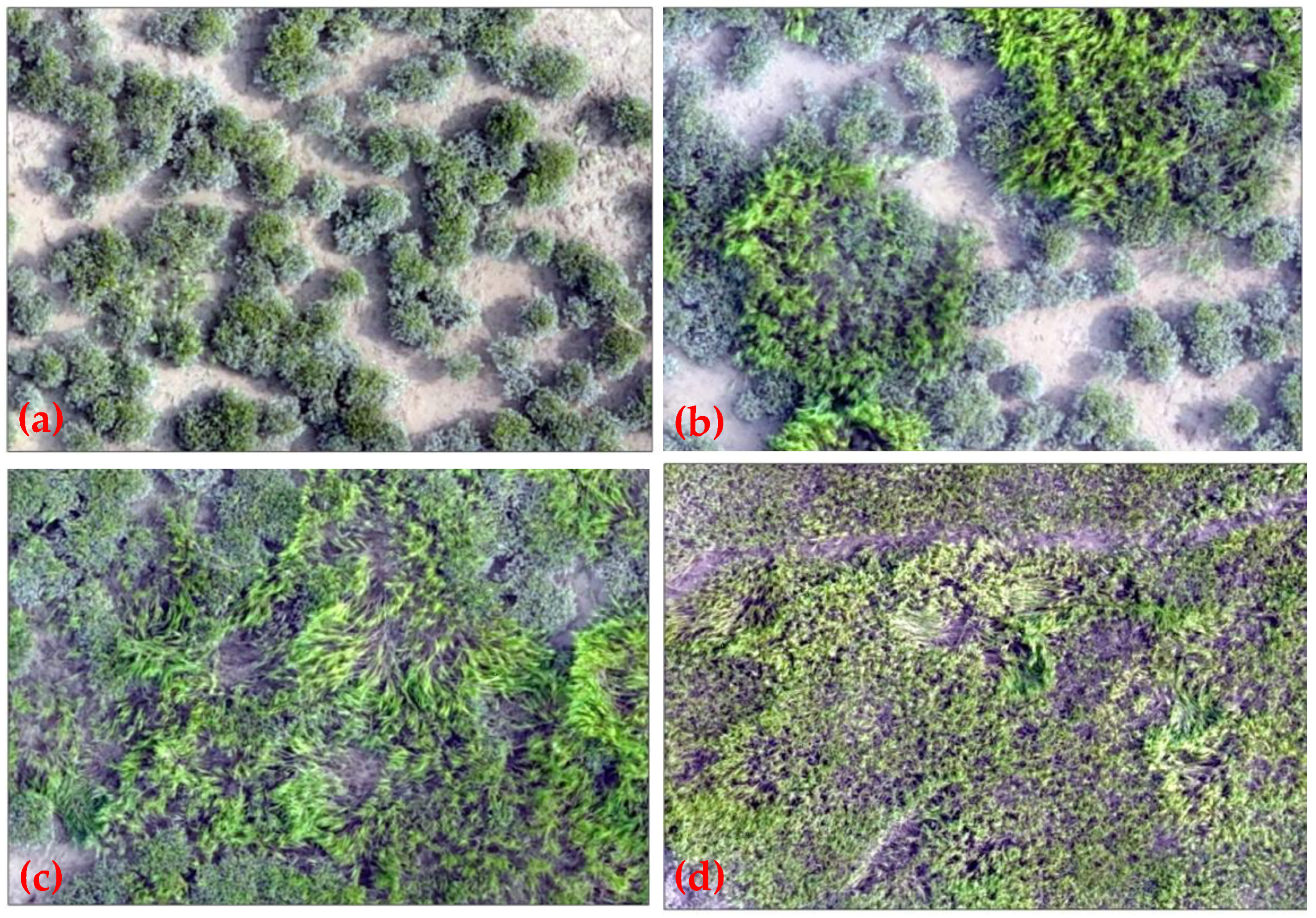 Remotesensing 18 00345 g003