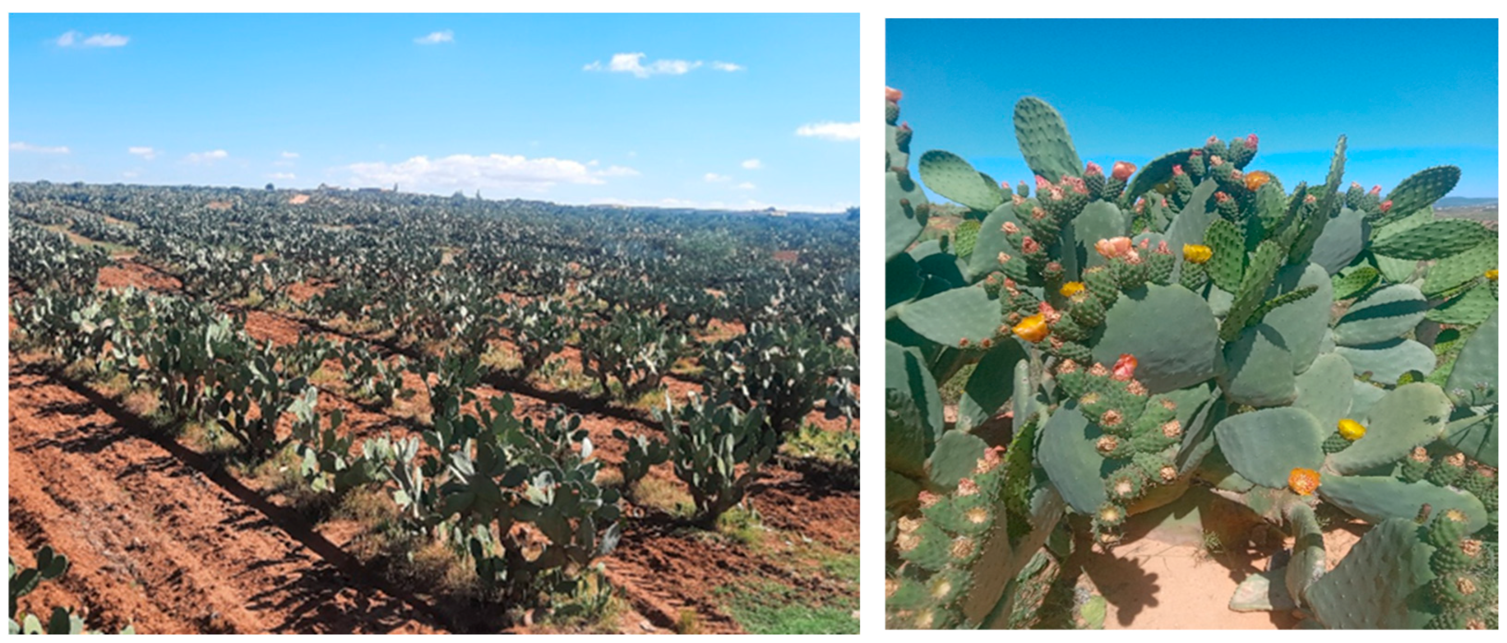 Remotesensing 18 00739 g002