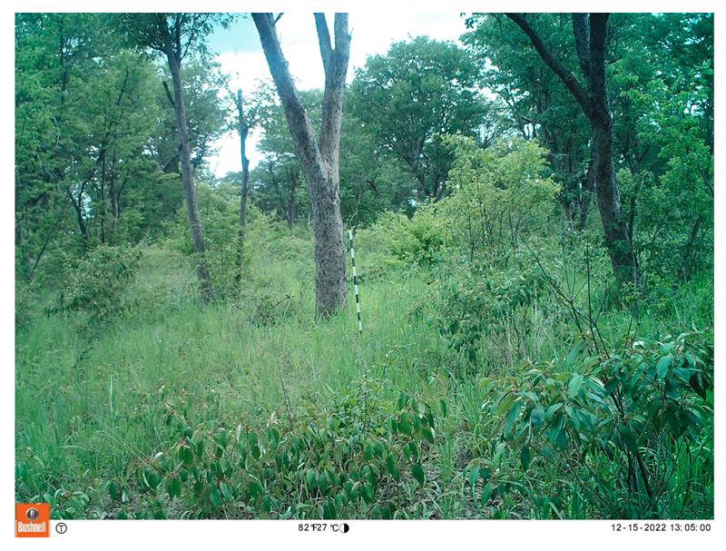 Remotesensing 18 03545 i007