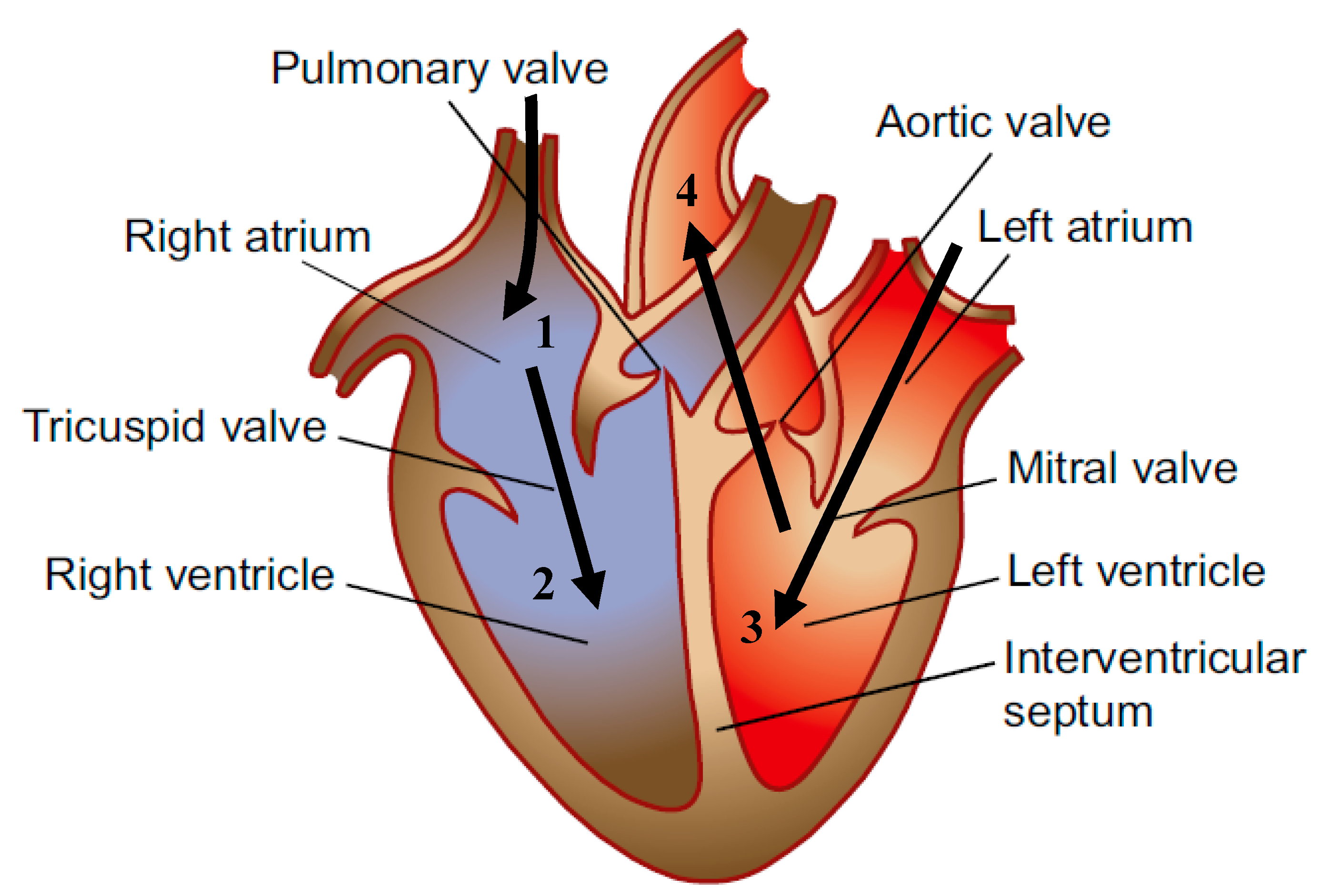 Reports 02 00019 g001