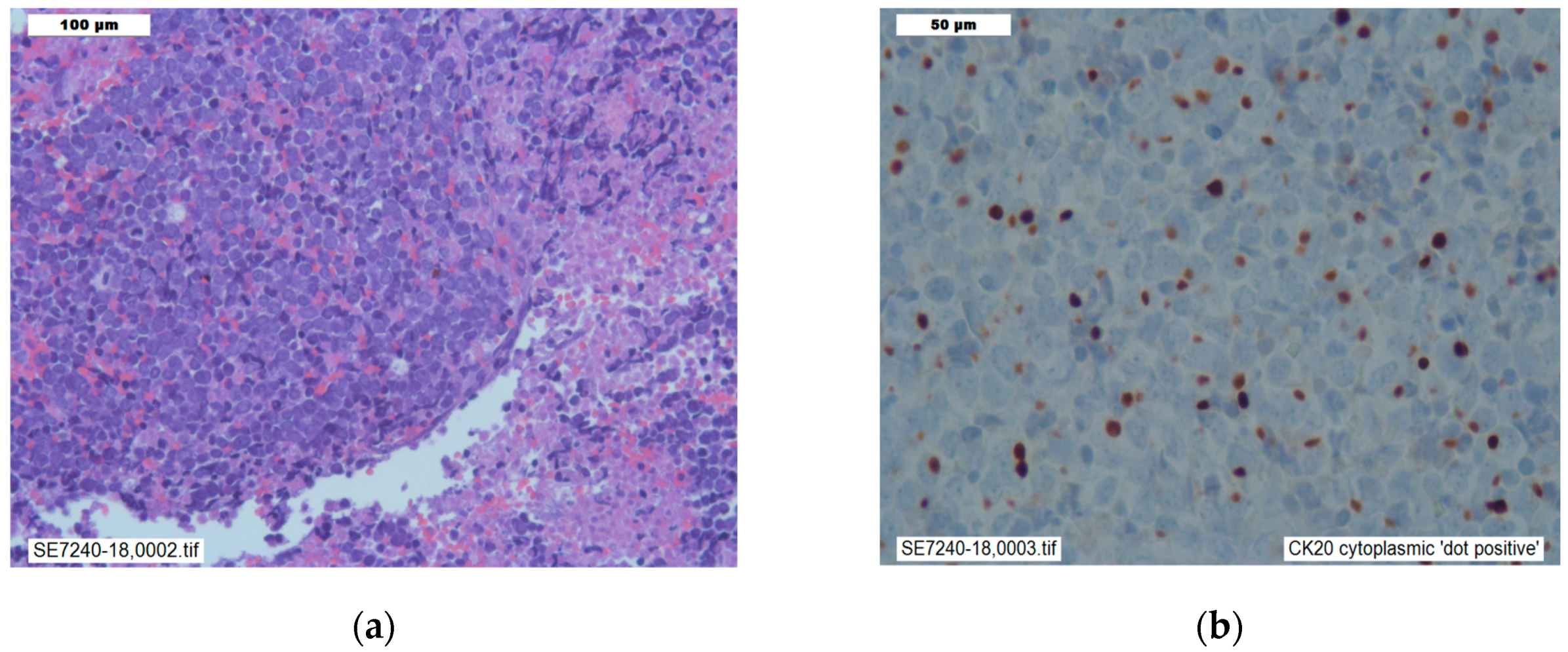 Reports 02 00021 g002