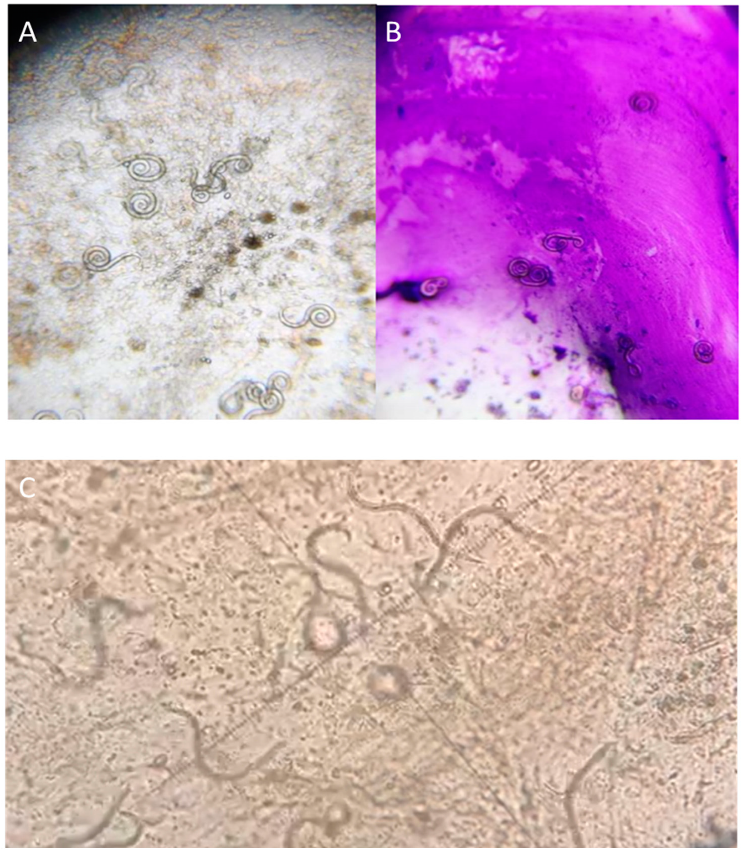 Reports 05 00047 g004