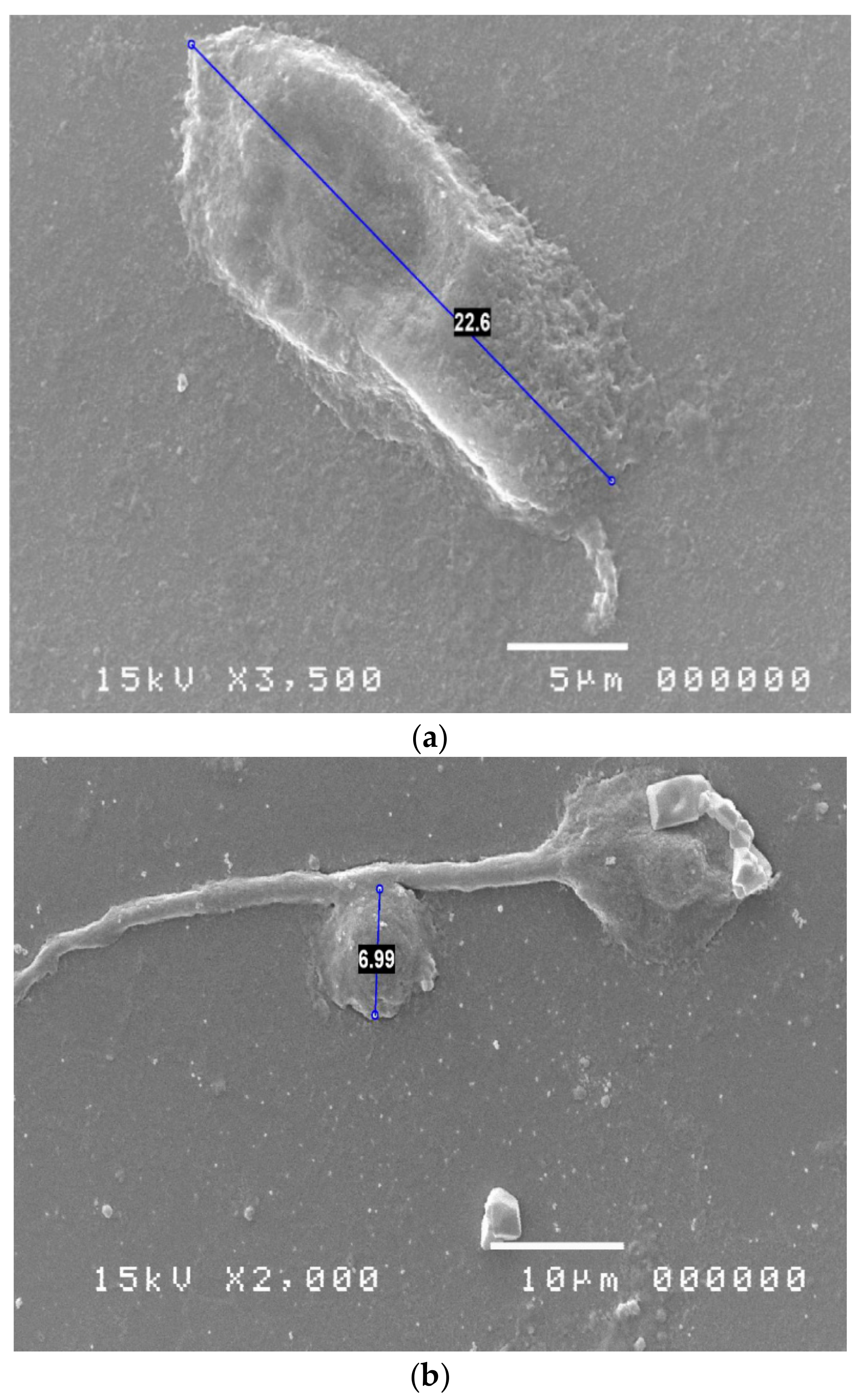 Reports 06 00010 g003a