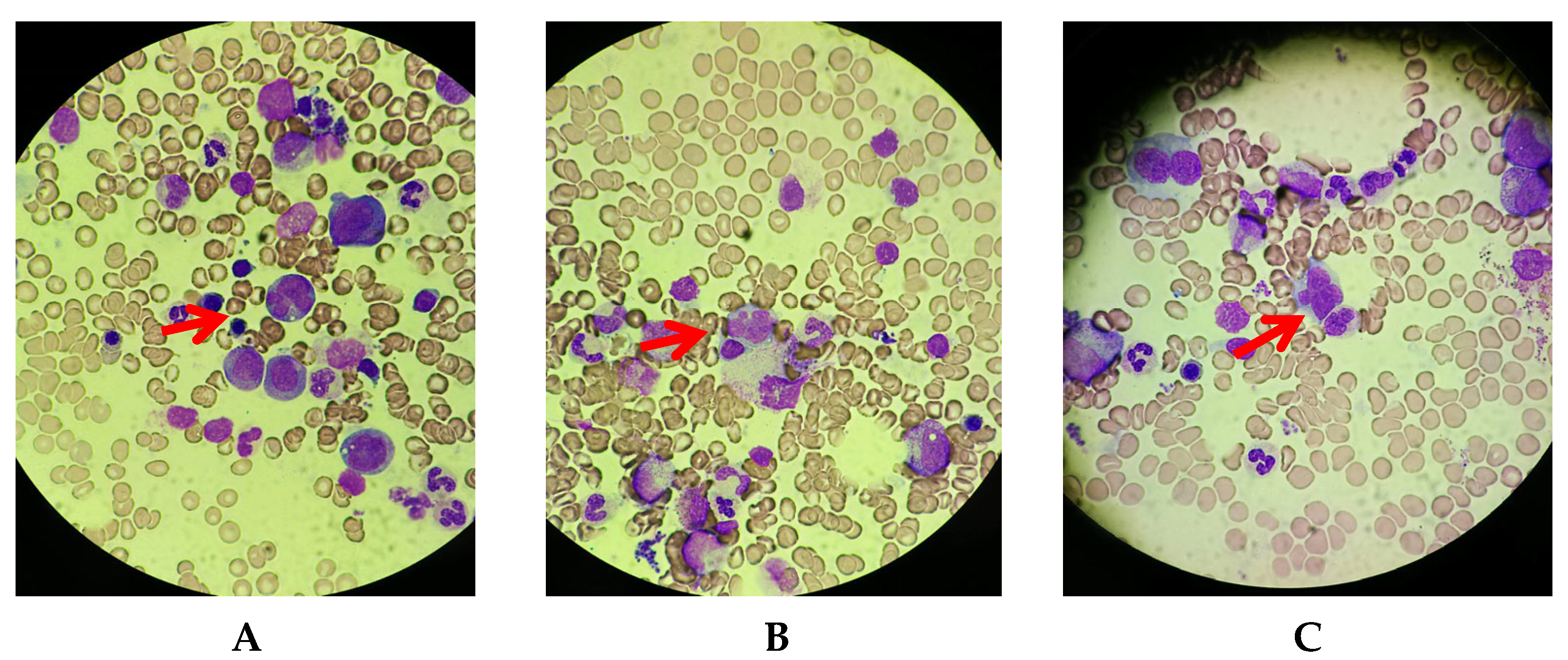 Reports 06 00019 g004