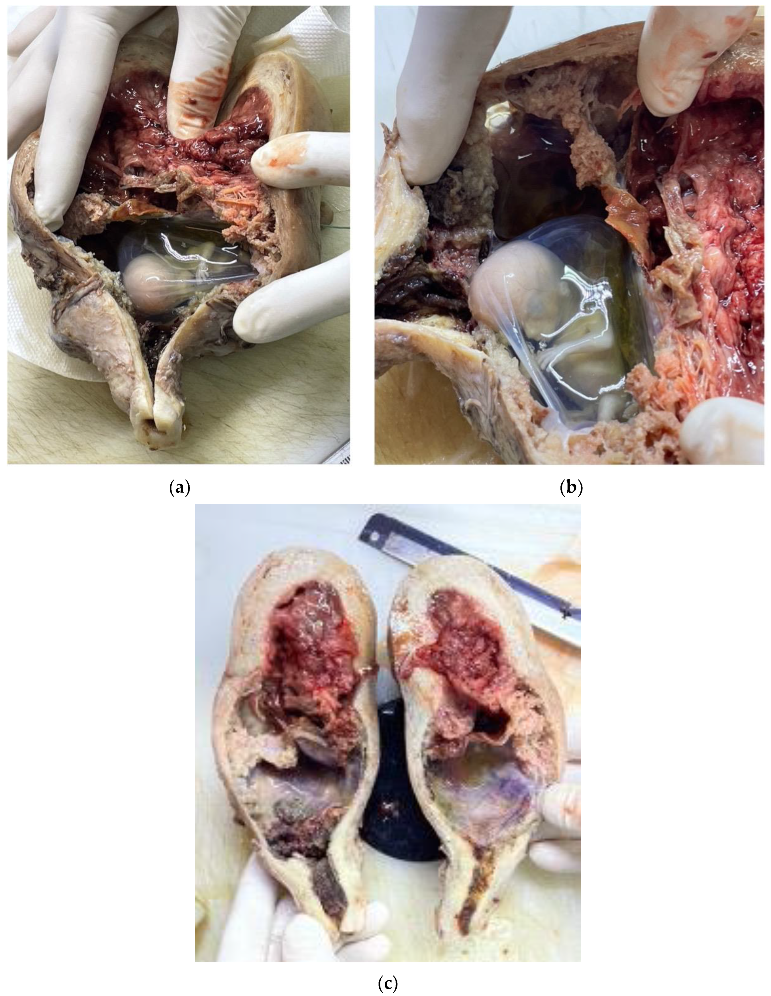 Reports 07 00021 g005