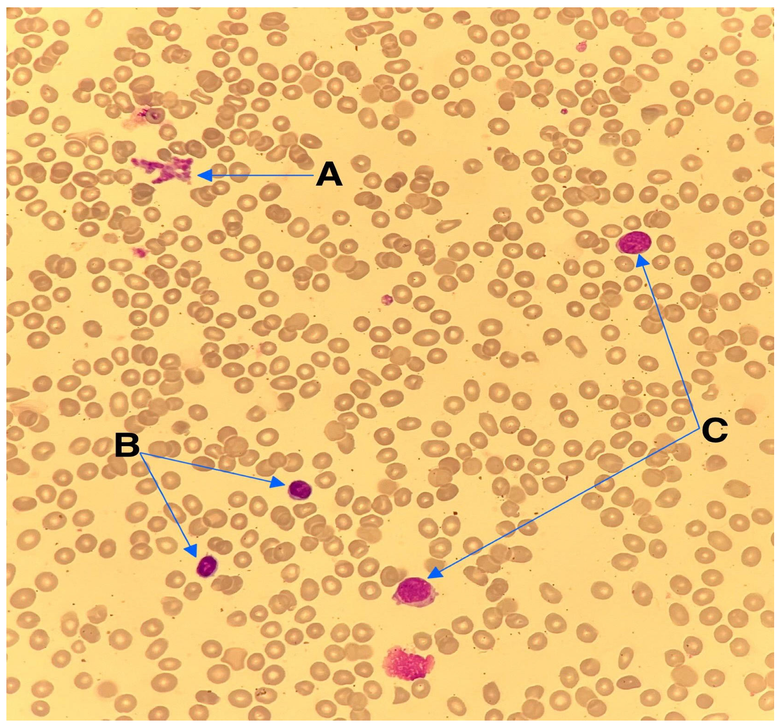 Reports 08 00153 g001