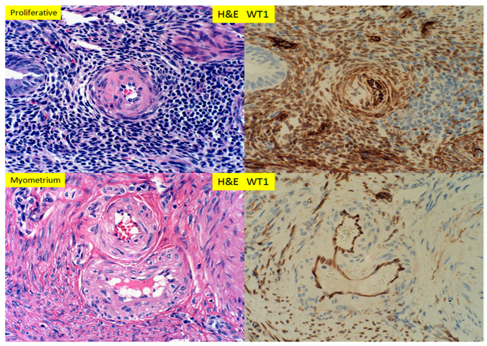 Reprodmed 01 00003 g002