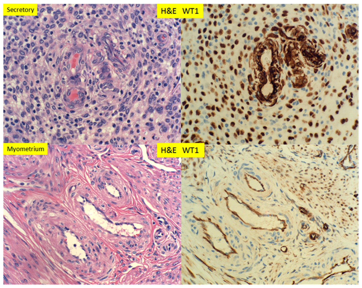 Reprodmed 01 00003 g004