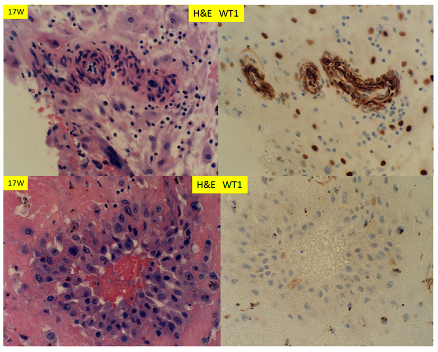 Reprodmed 01 00003 g006