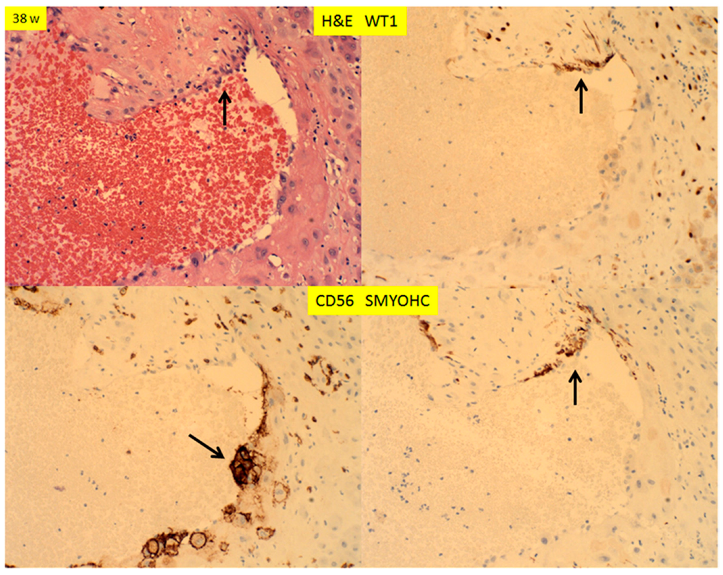 Reprodmed 01 00003 g008