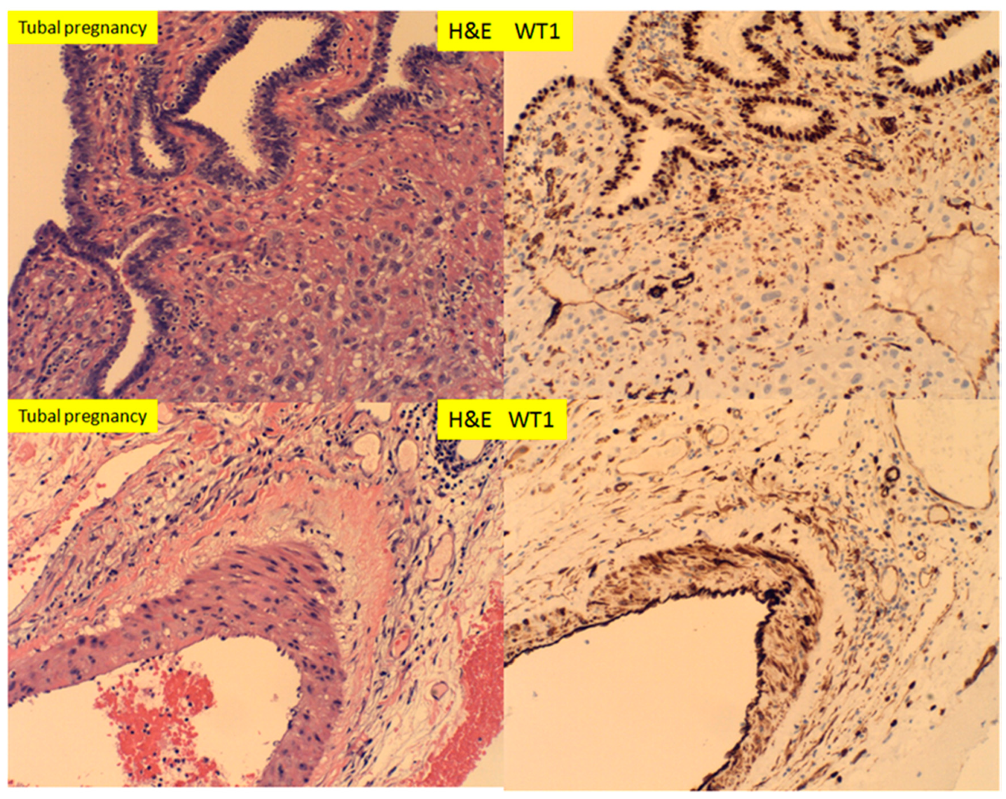 Reprodmed 01 00003 g009