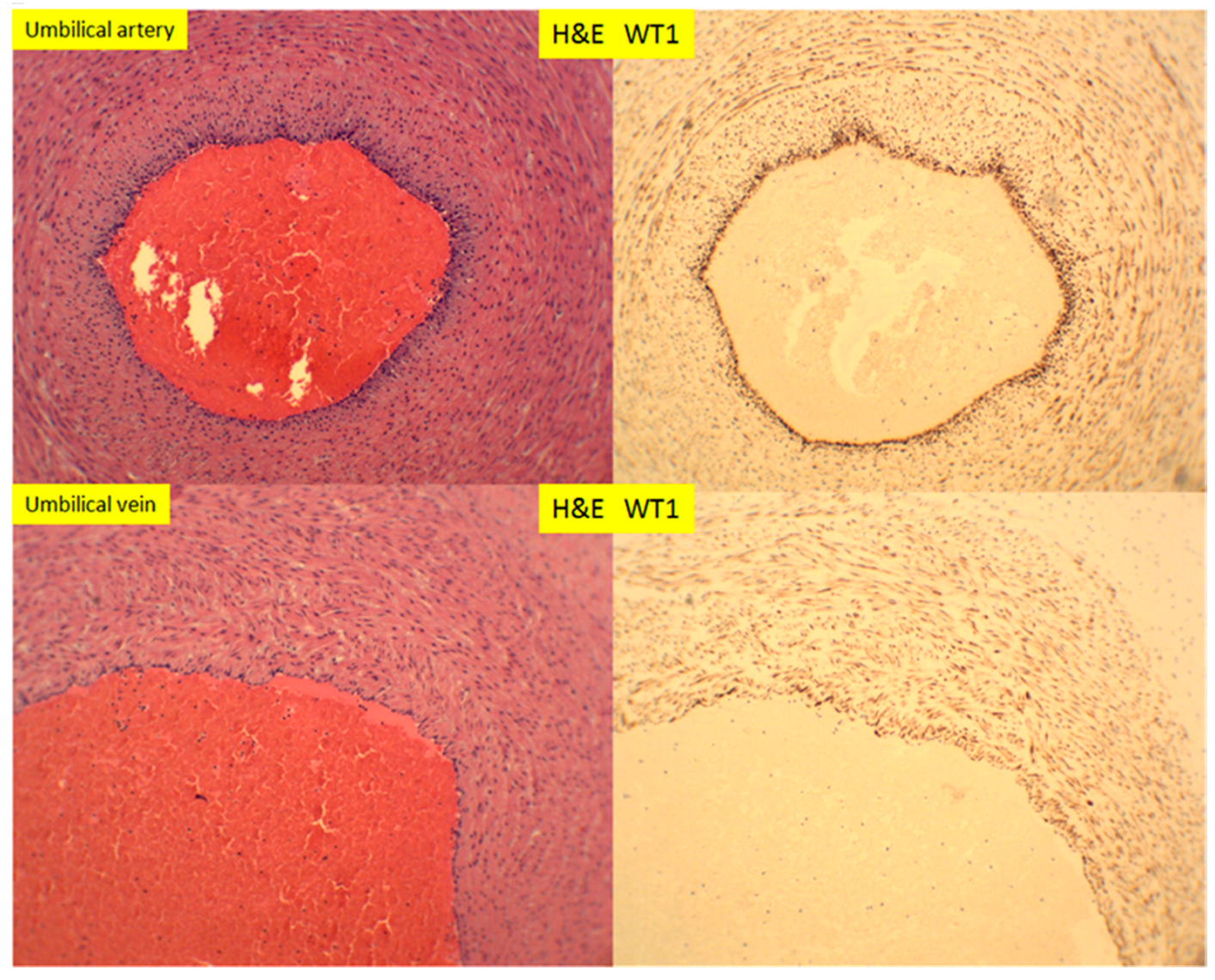Reprodmed 01 00003 g011