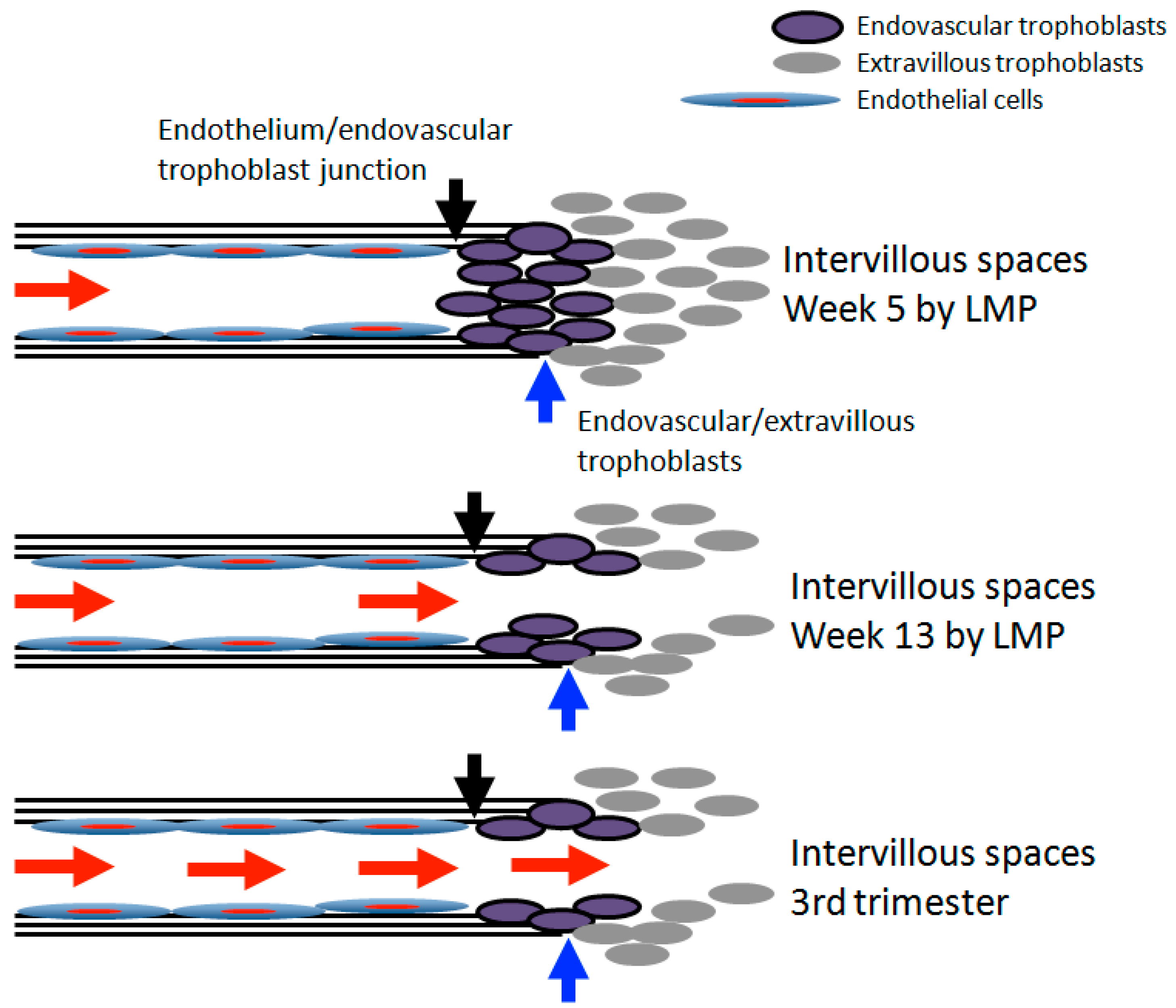 Reprodmed 01 00006 g001