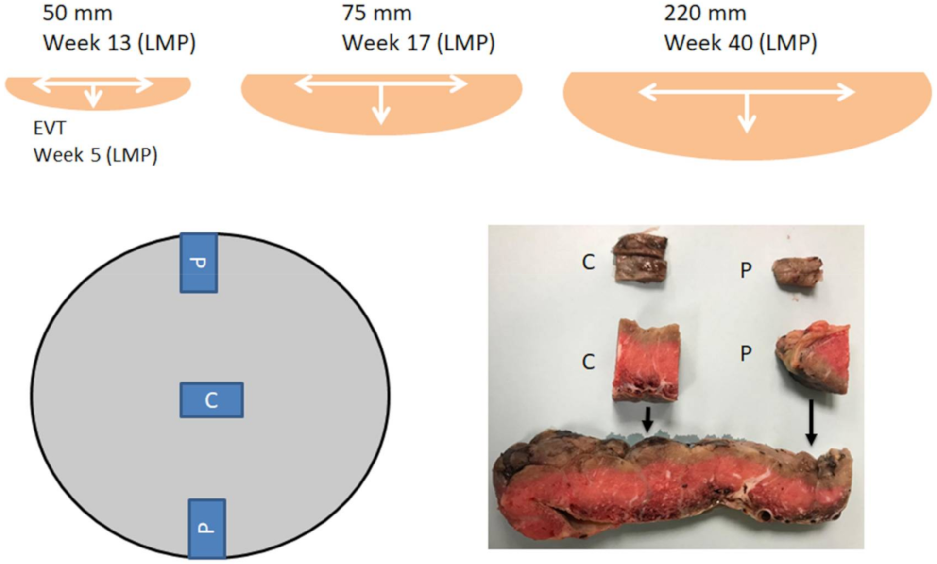 Reprodmed 01 00012 g001
