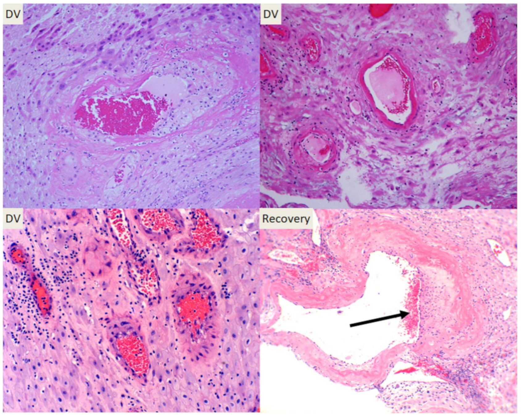 Reprodmed 01 00012 g002