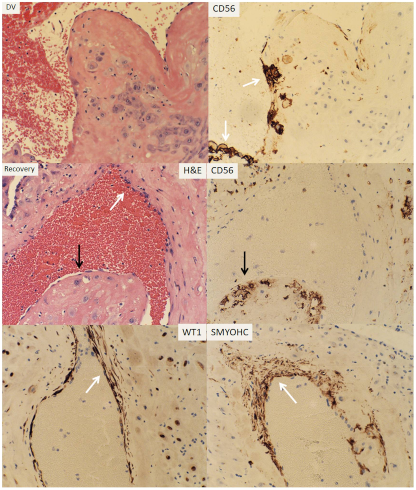 Reprodmed 01 00012 g003