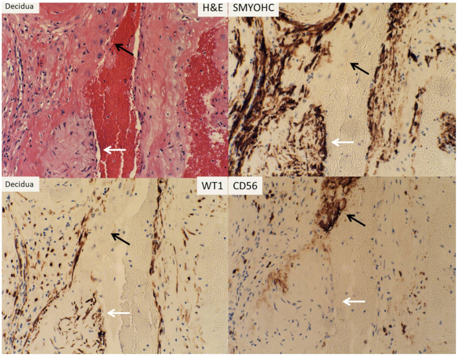 Reprodmed 01 00012 g004