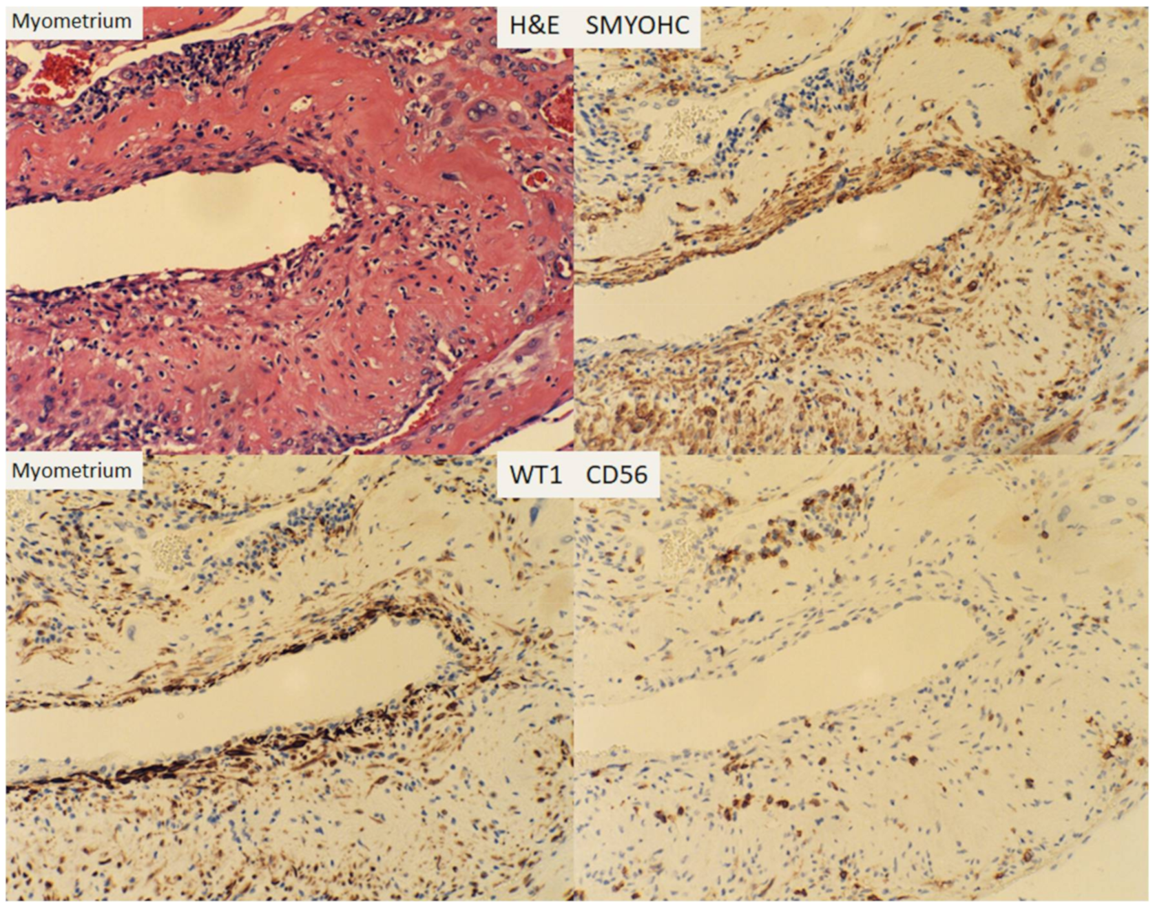 Reprodmed 01 00012 g005