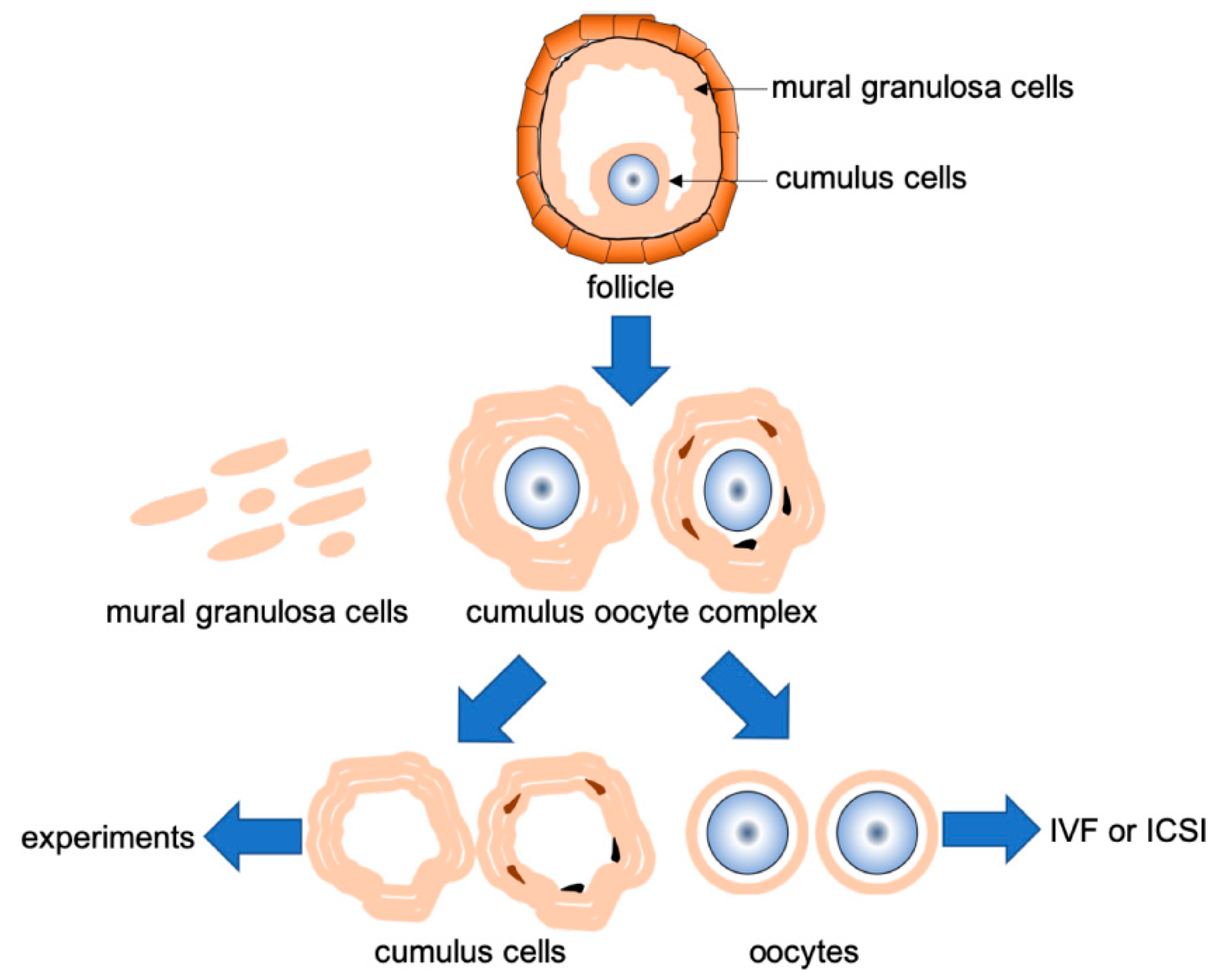 Reprodmed 01 00016 g002