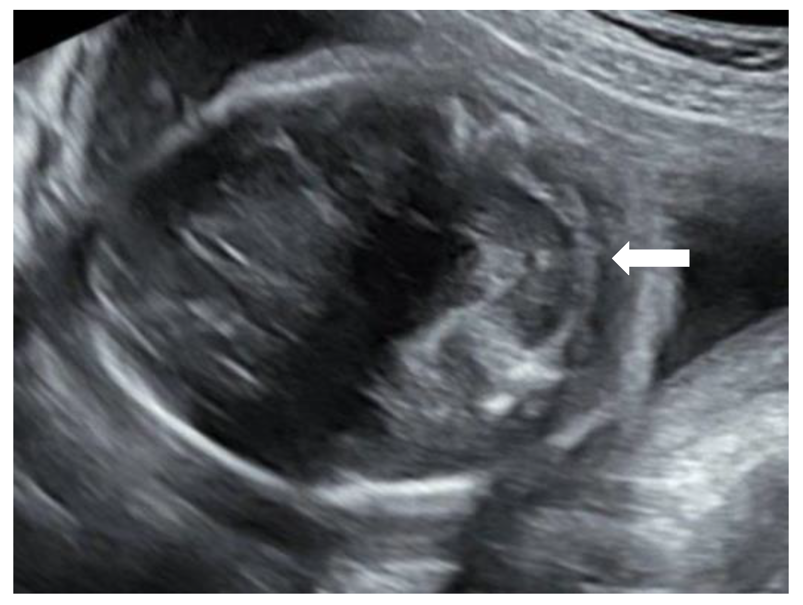 Reprodmed 02 00012 g002