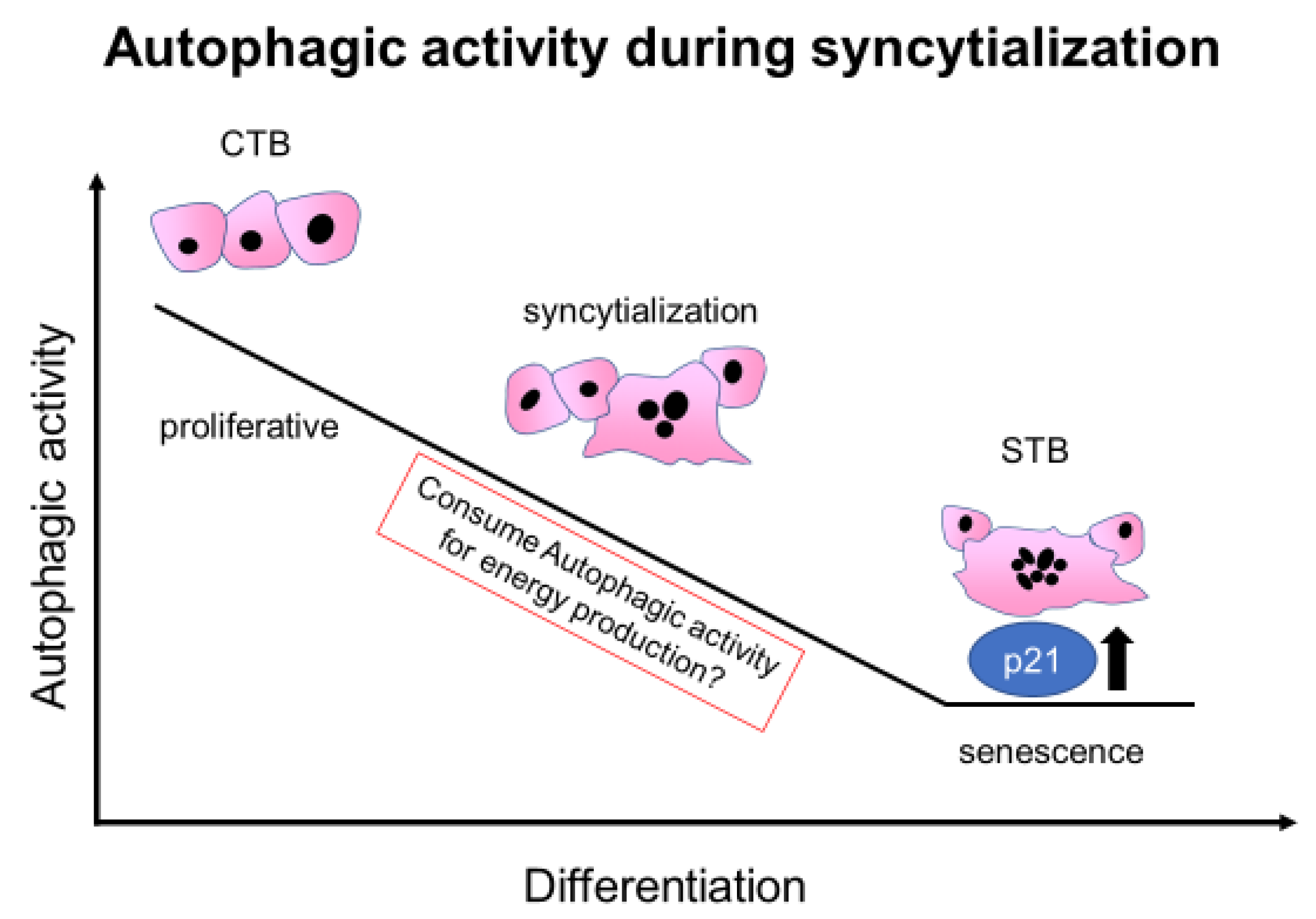 Reprodmed 03 00010 g006