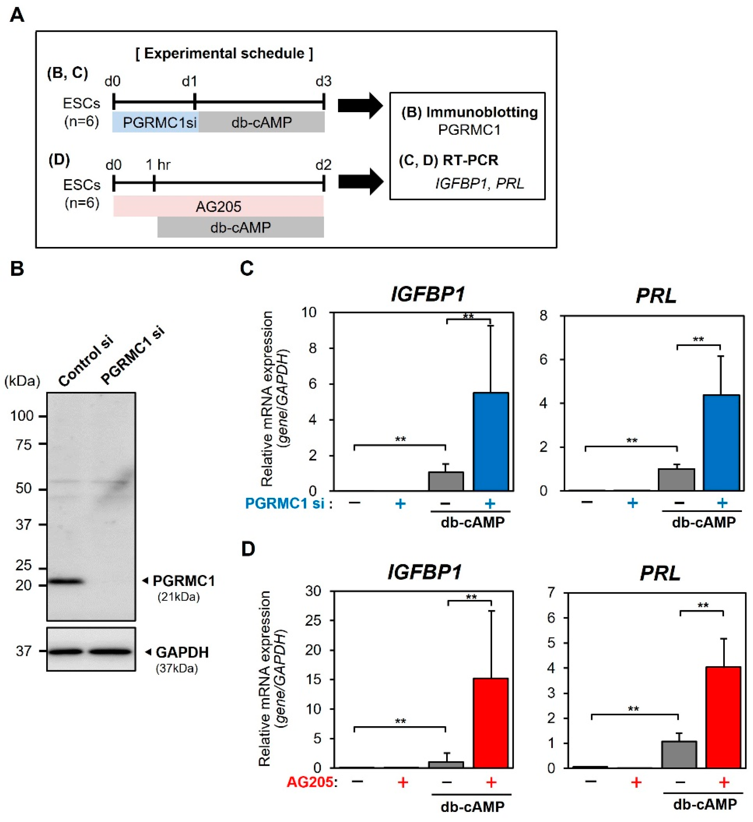 Reprodmed 03 00015 g004