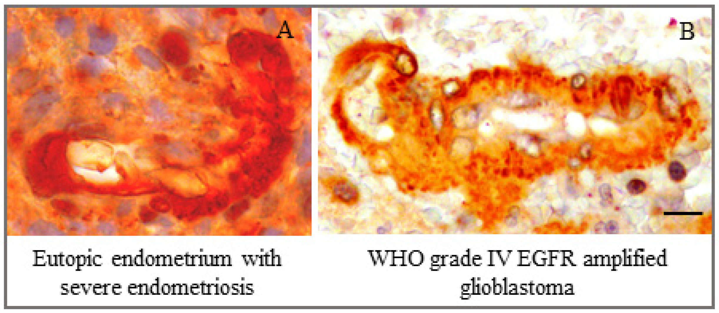 Reprodmed 03 00022 g006