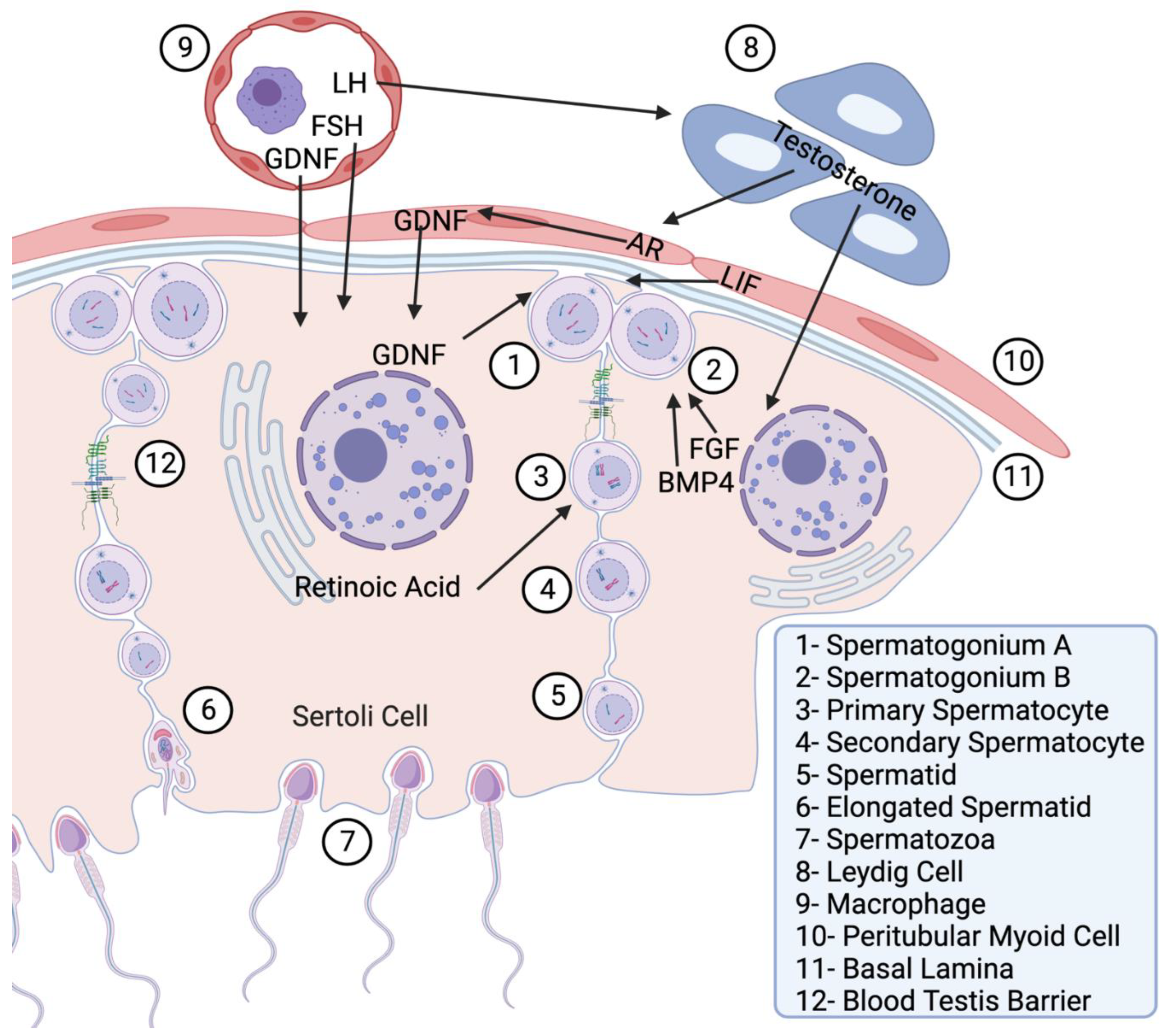 Reprodmed 04 00020 g002