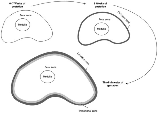 Reprodmed 06 00031 g002