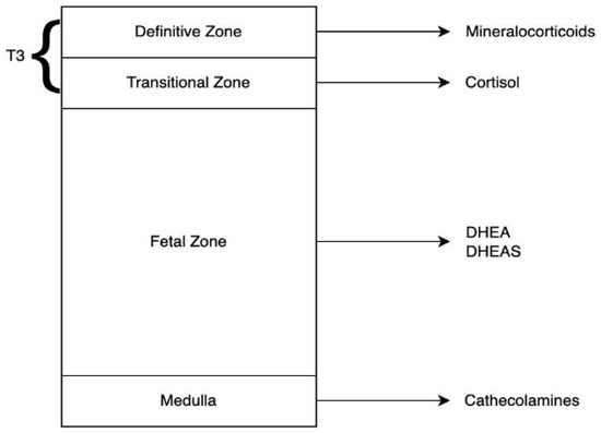 Reprodmed 06 00031 g003