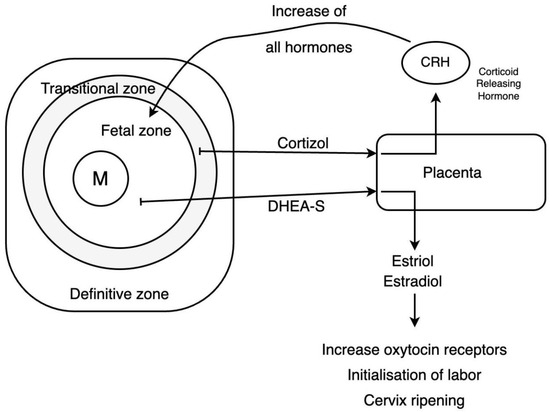 Reprodmed 06 00031 g004