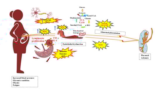 (A). PHA-induced proliferation of lymphocytes from NP, PE, and PE with GDM women. Lymphocyte (2 × 105 cells/mL) were incubated with 0, 0.5, 1.25, or 5 μg/mL of PHA for 72h, and proliferation was assessed using the MTT assay. PHA-induced proliferation of lymphocytes increased in PE women compared to NP. (B). TNF-α and (C). IL-6, the proinflammatory cytokine production, were increased in 5 μg /mL of PHA-induced lymphocytes among PE and PE with GDM women compared to NP. * represents (p < 0.05) significance compared to NP.