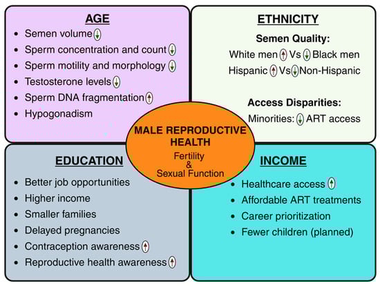 Key socioeconomic and demographic factors influencing male reproductive health.