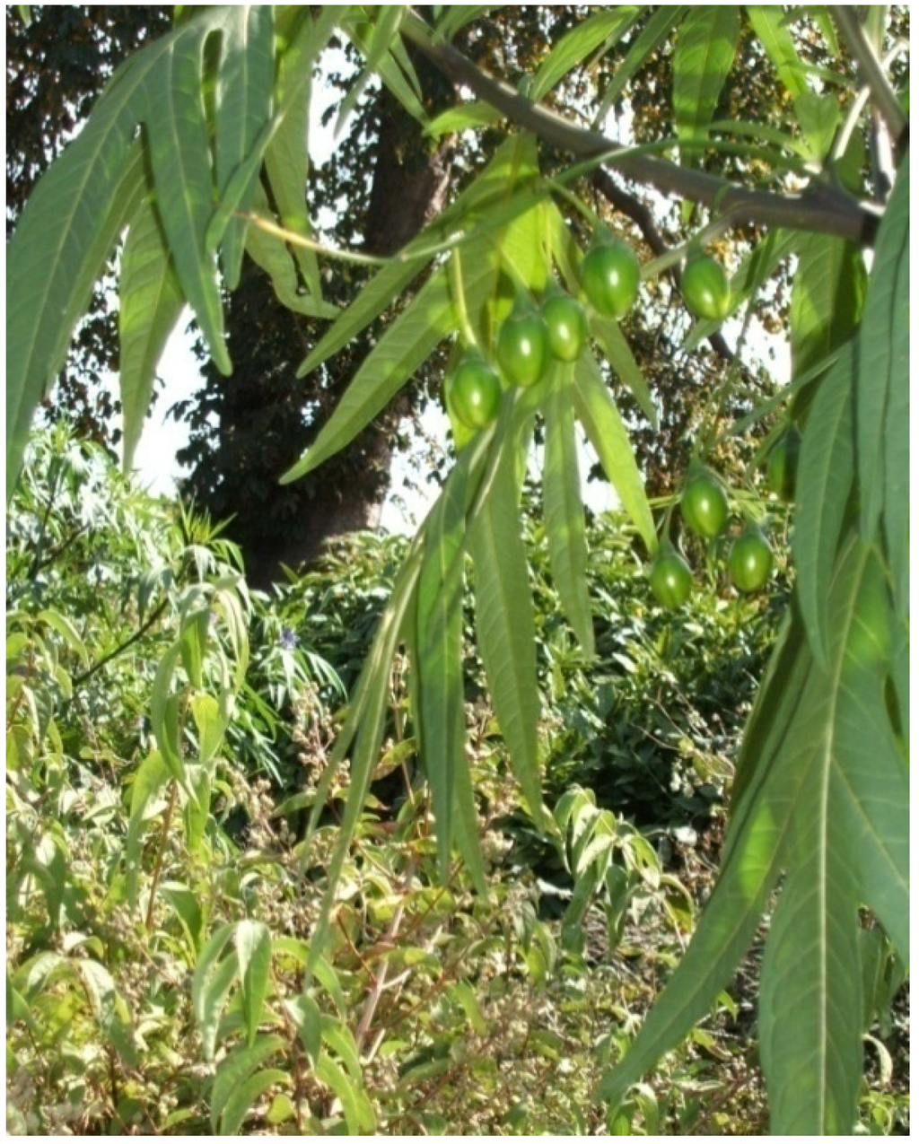 Resources 04 00277 g021 1024