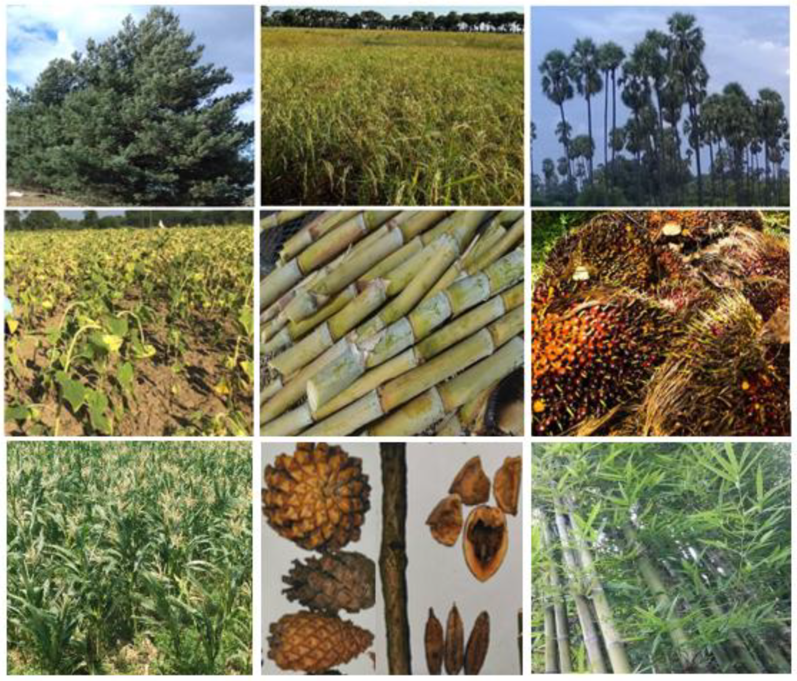 Resources 08 00081 g005