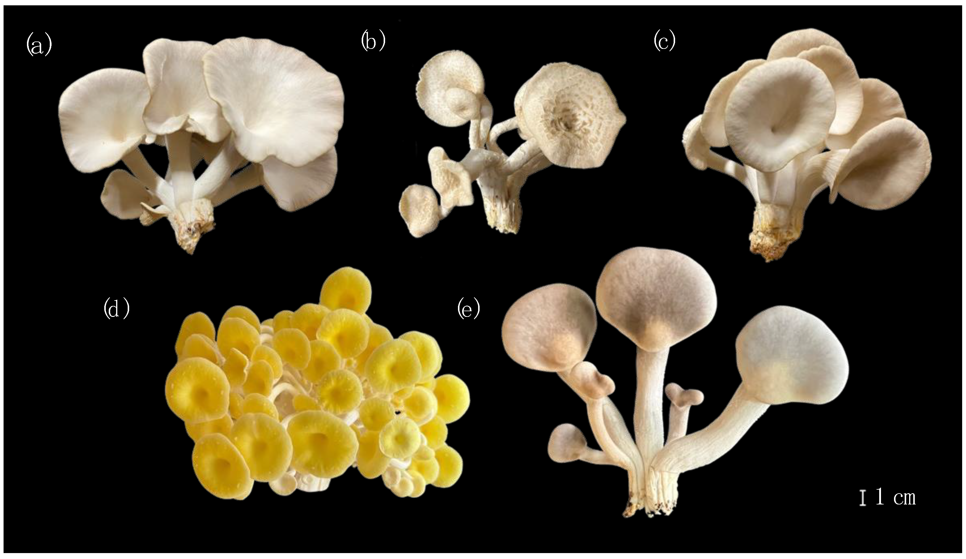 Resources 14 00055 g001