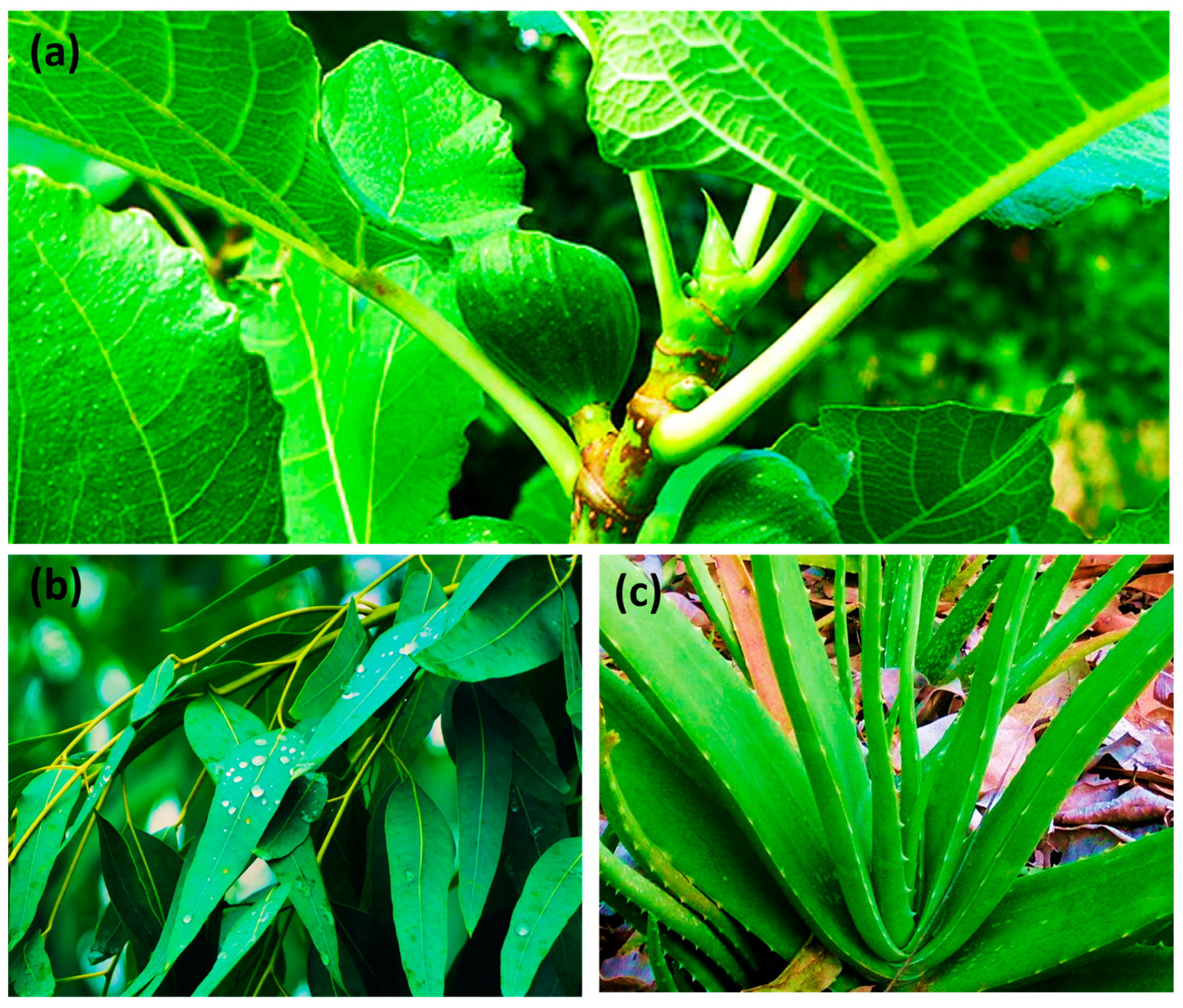 Resources 14 00127 g001