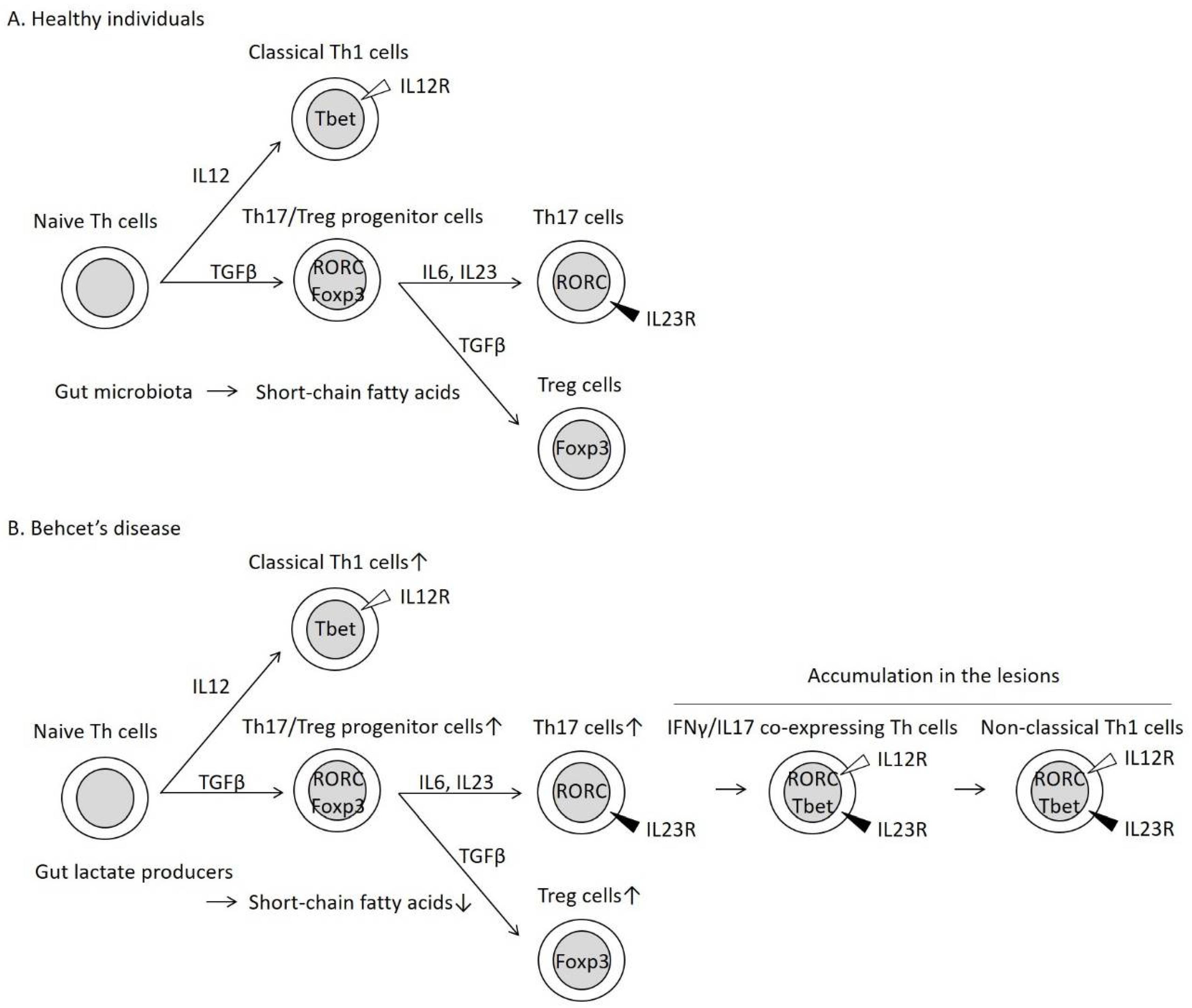 Rheumato 02 00010 g002