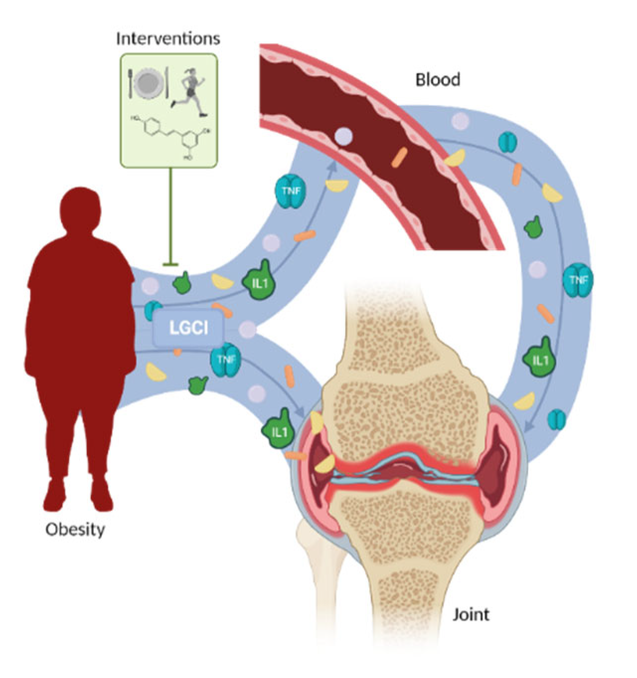 Rheumato 02 00016 g001