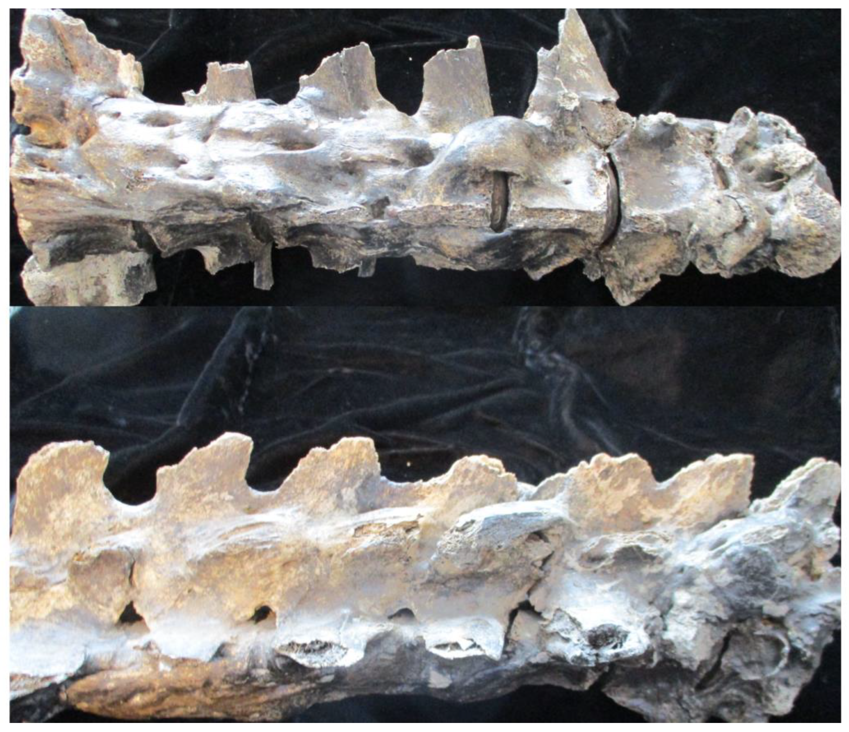 Rheumato 03 00016 g002