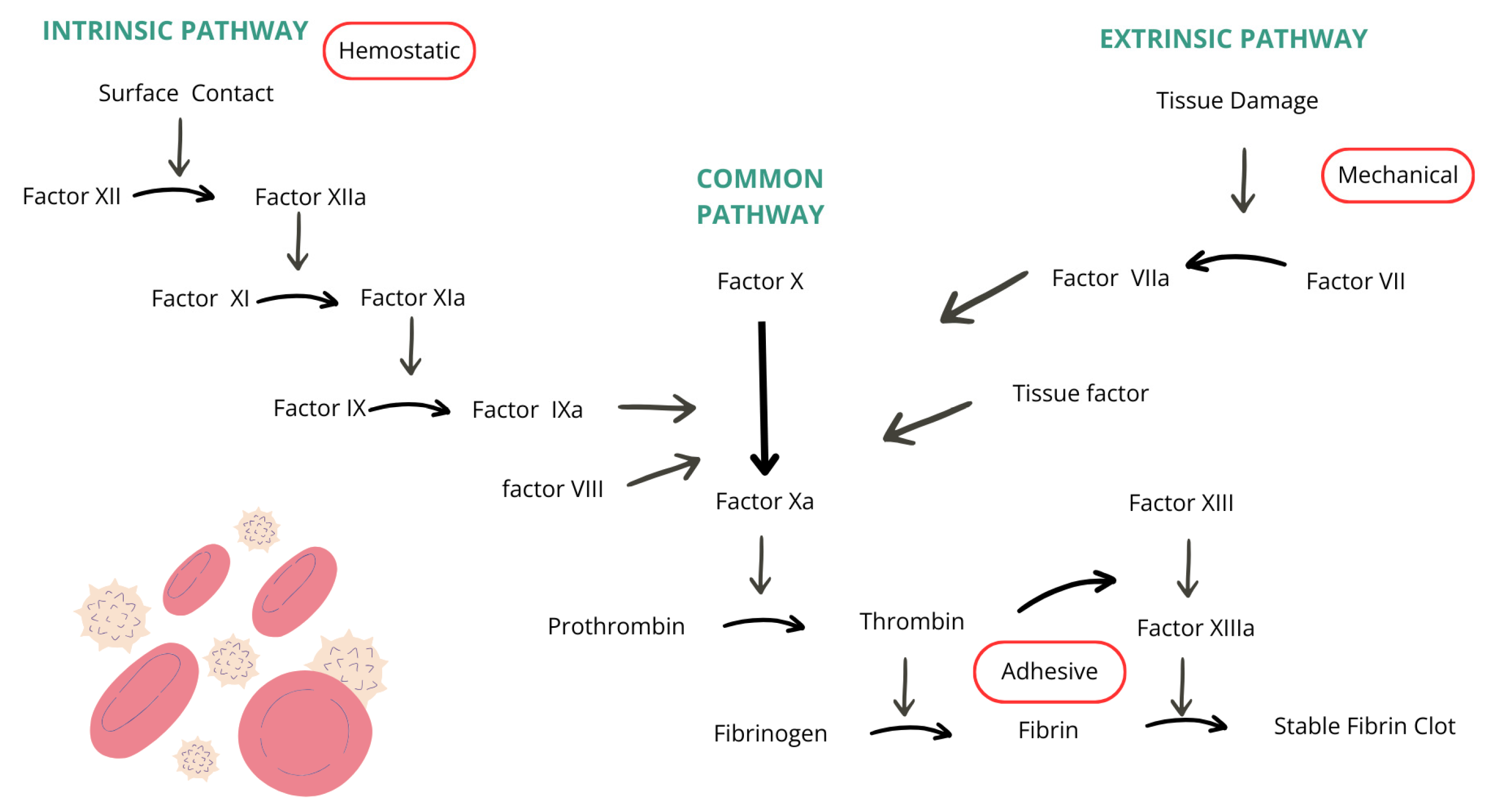 Rheumato 05 00005 g001