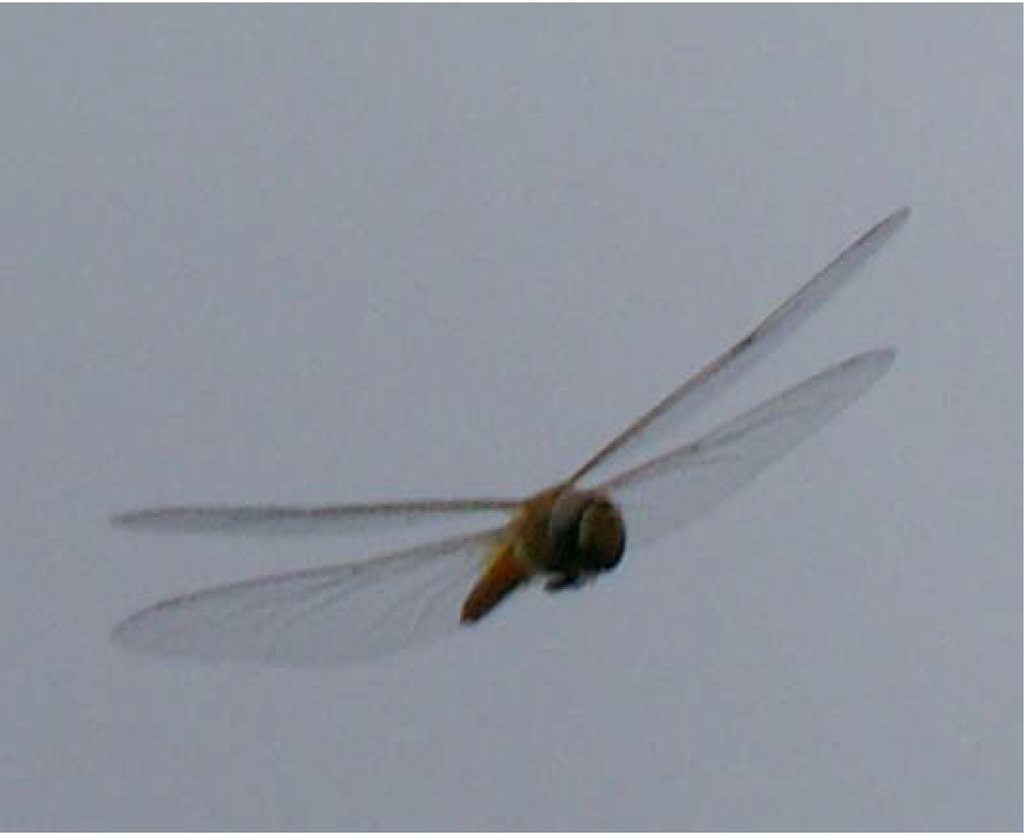 Robotics 03 00163 g008 1024