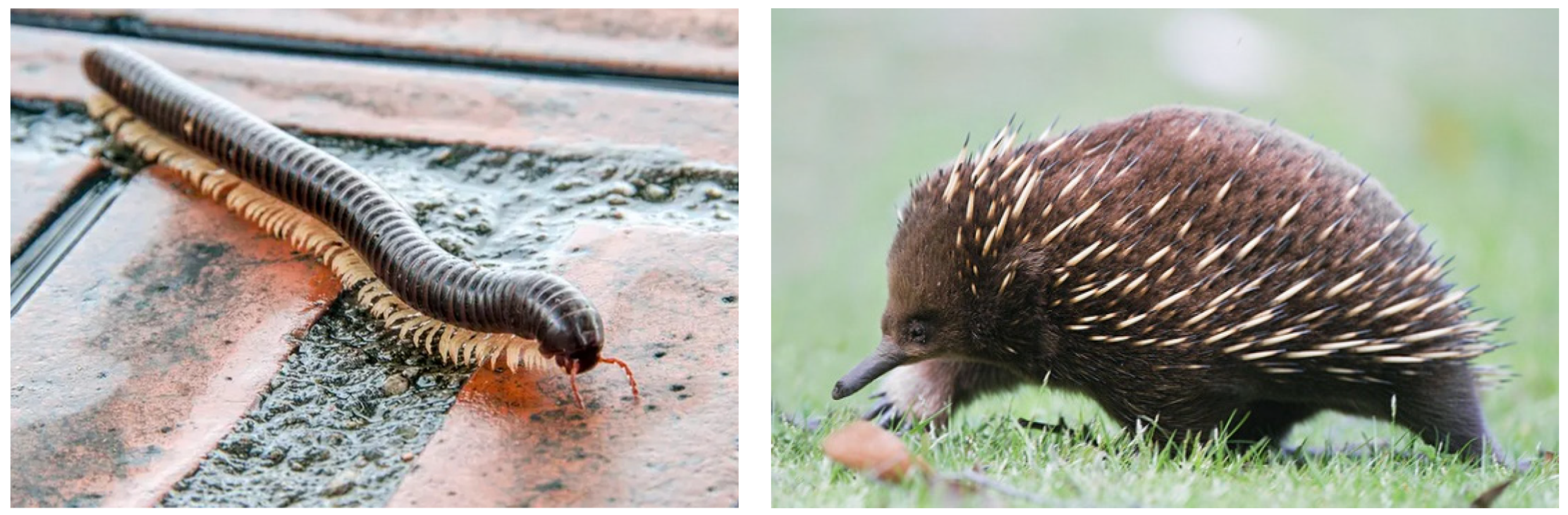 Robotics 13 00076 g001