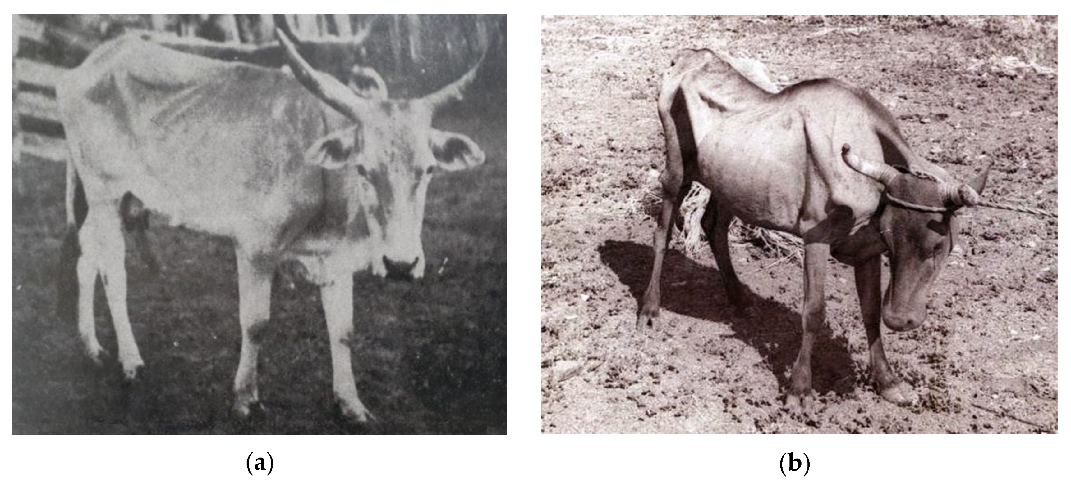 Ruminants 03 00006 g001 Ruminants 03 00006 g001