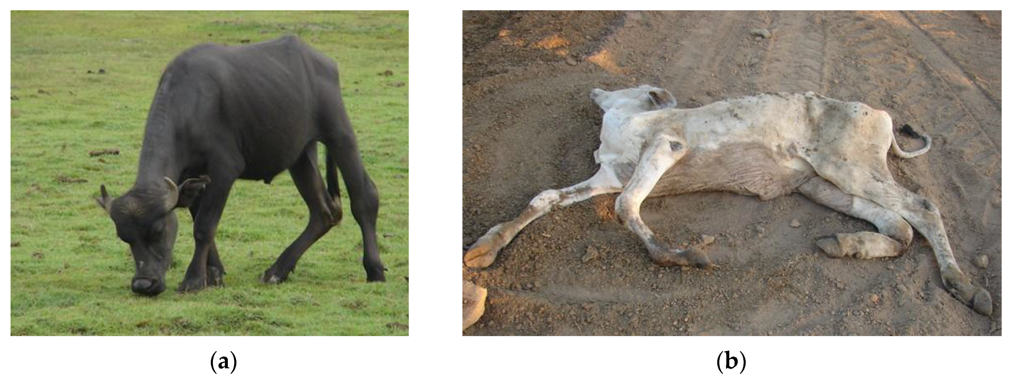 Ruminants 03 00006 g003 Ruminants 03 00006 g003