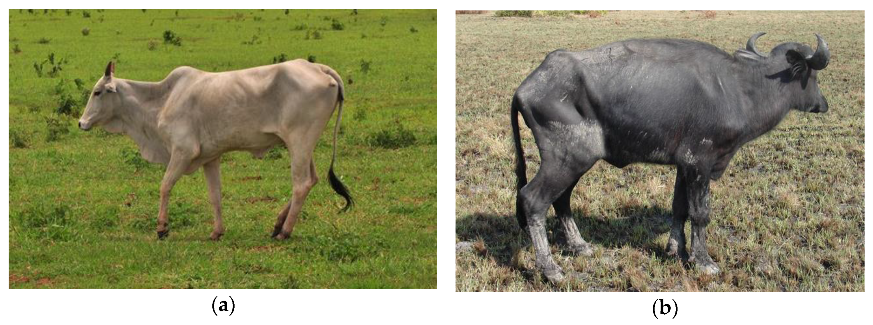 Ruminants 03 00006 g004 Ruminants 03 00006 g004