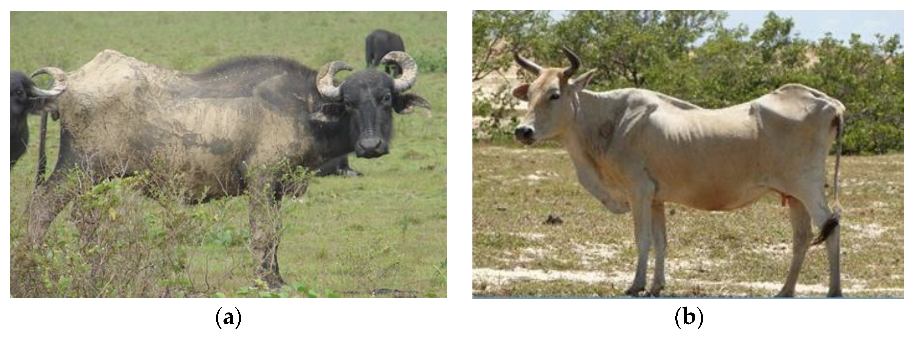 Ruminants 03 00006 g005 Ruminants 03 00006 g005